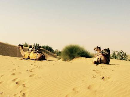 dromadaires-sur-sable