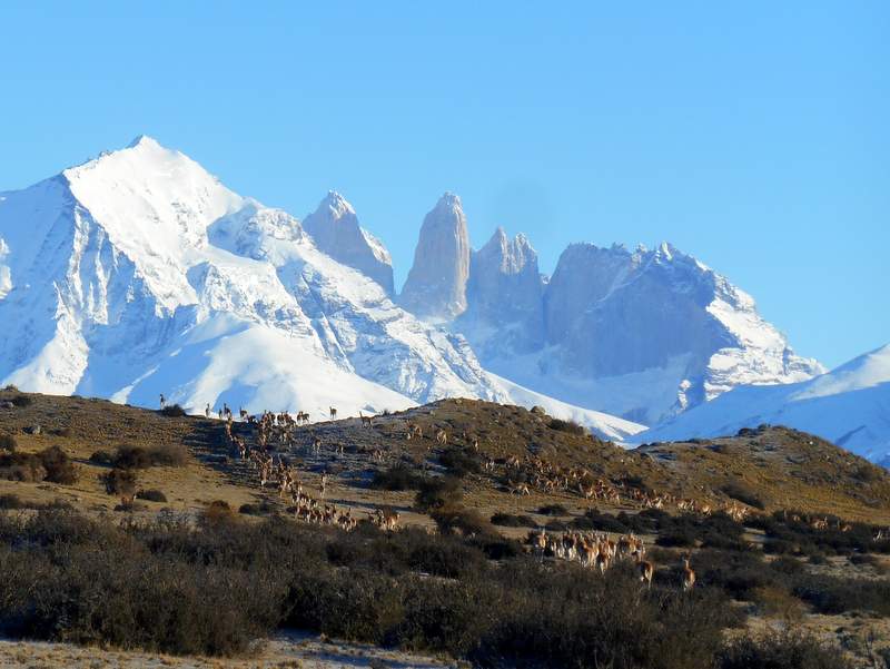 Guanacos à Torres del Paine